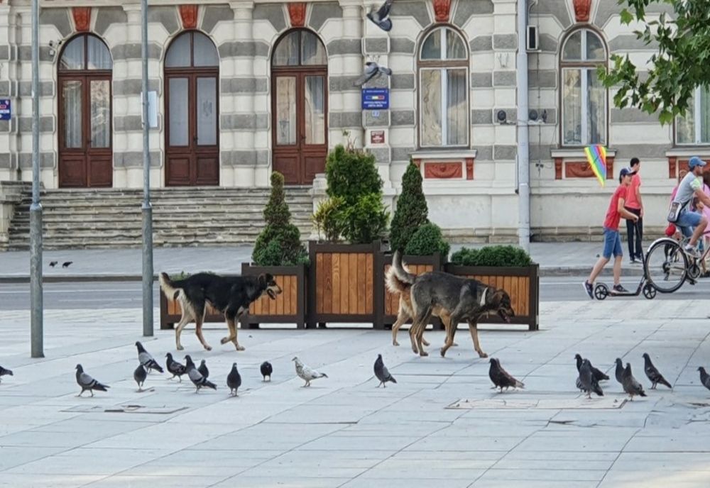 Câini fără stăpân, aduși și abandonați în Bacău, pentru a forța aducerea unei firme private care să îi gestioneze 