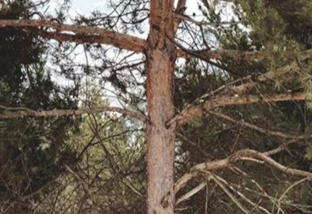 Poza fantastică făcută într-o pădure din Bacău. Găsește animalul ascuns în cadru!