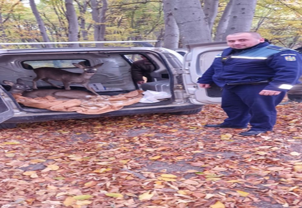Doi căpriori salvați de polițiști, în urma unei percheziții domiciliare (FOTO)