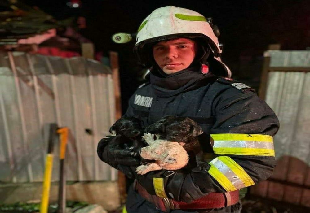 Patru cățeluși salvați din ghearele flăcărilor de pompierii inimoși din Bacău