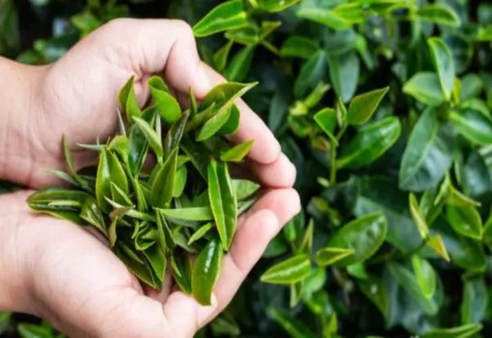 Studiu. Una din zece specii de plante și animale de pe Pământ va dispărea până la sfârșitul secolului