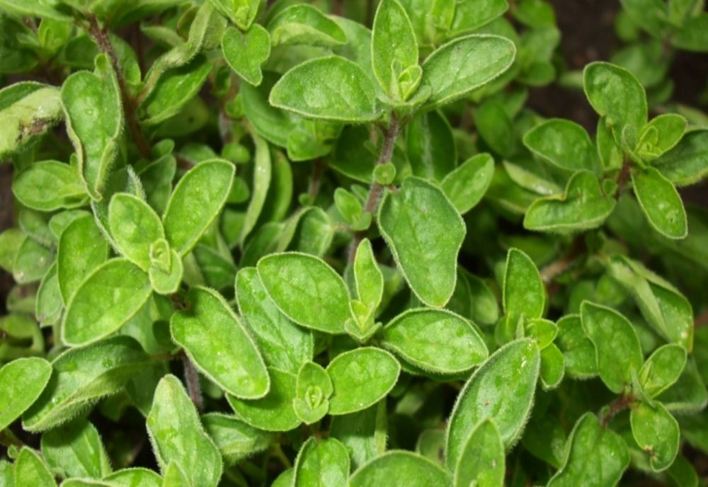 8 plante care întăresc rezistența la viruși. Include-le în meniul zilnic și vei avea parte de un boost de sănătate