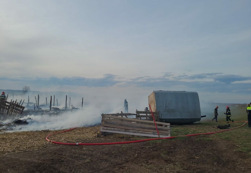 Incendiu la o stână din Siretu: mai multe oi și un câine au pierit în flăcări