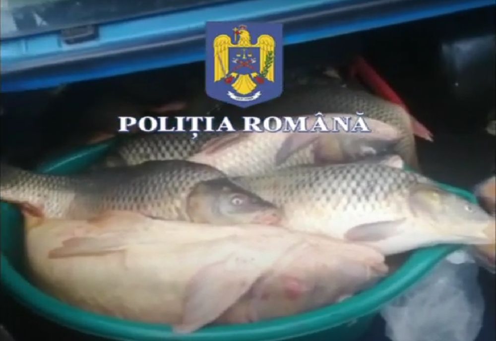 Patru bărbați din județul Iași au vrut să meargă acasă cu pește în loc de mărțișoare. Polițiștii băcăuani le-au stricat planurile