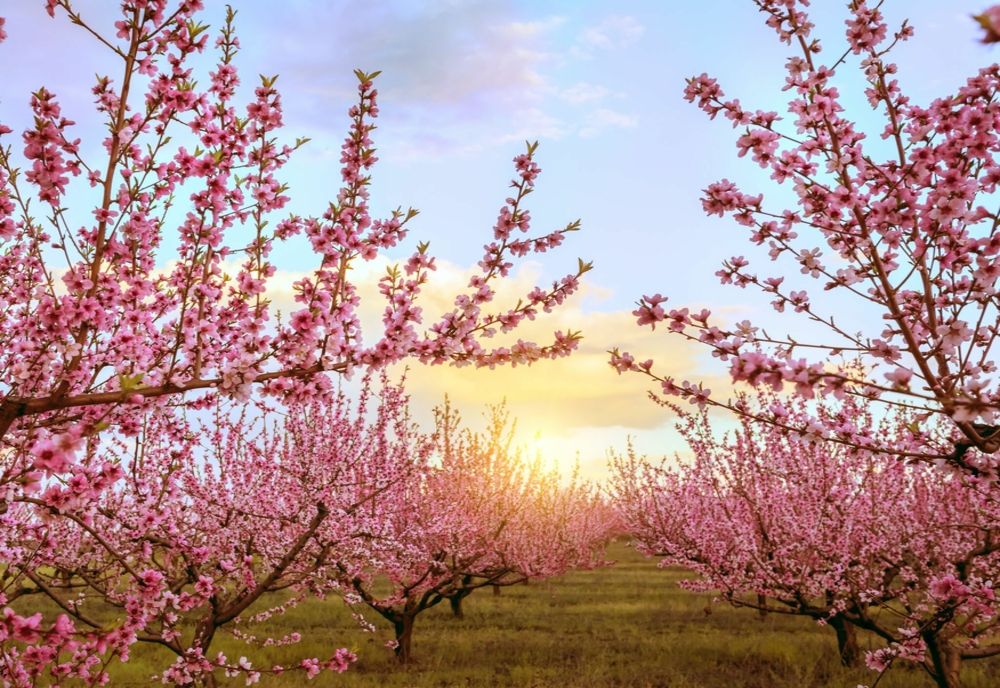 VREMEA 16 APRILIE. ÎNCĂLZIRE ÎN CEA MAI MARE PARTE A ȚĂRII