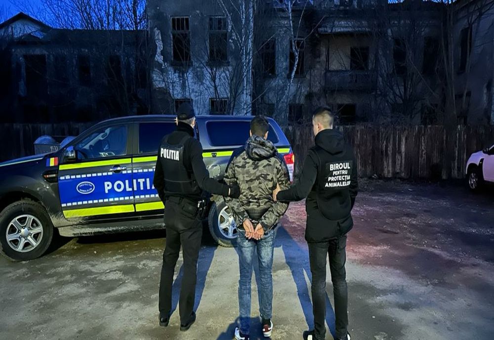 Un tânăr din Agăș a ajuns în arest după ce a chinuit un mânz până l-a omorât