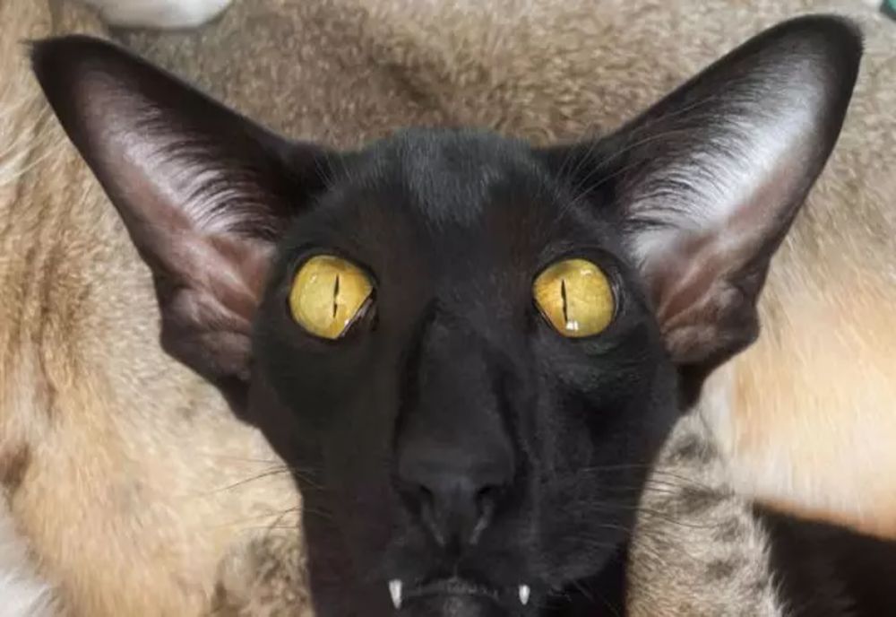 Ce înseamnă când pisicii îi miros URÂT urechile? Nu neglijați semnalul dezagreabil