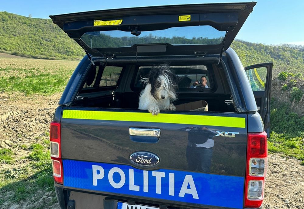 8.000 de lei, amendă pentru că și-au abandonat câinele