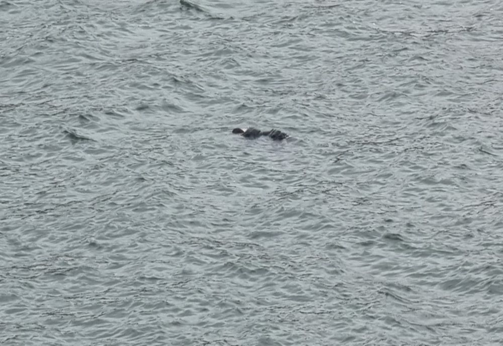 Un băiețel de 4 ani, a murit după ce a căzut în râul Uz, în Dărmănești