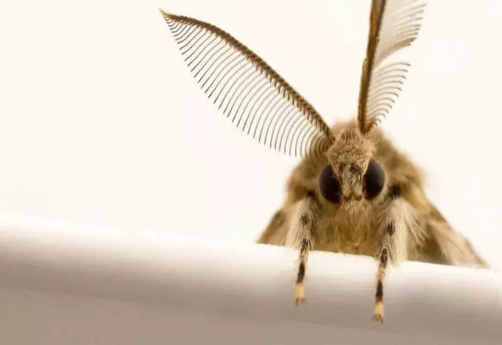 Trucul care te scapă de molii definitiv și îți parfumează hainele. Pune pe fugă supărătoarele insecte fără să recurgi la naftalină