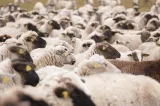 Pesta micilor rumegătoare lovește sectorul de ovine din România. Avertisment crunt: ”Vaccinarea oilor ar putea bloca exporturile și provoca pierderi uriașe”