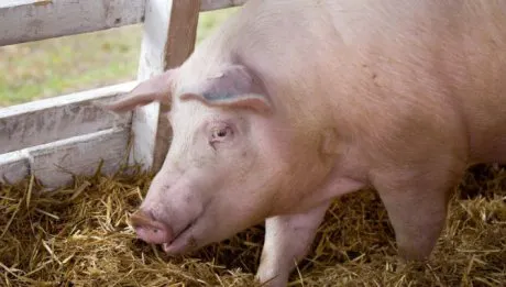 porc_cu_pesta_porcina_africana_95615100