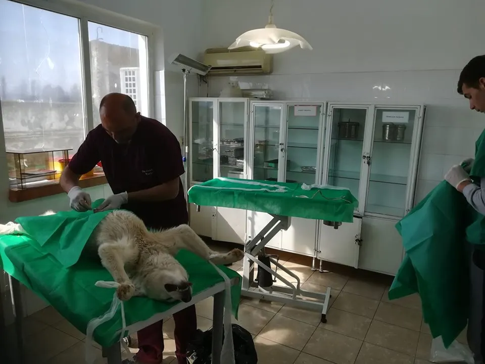 sterilizare caini