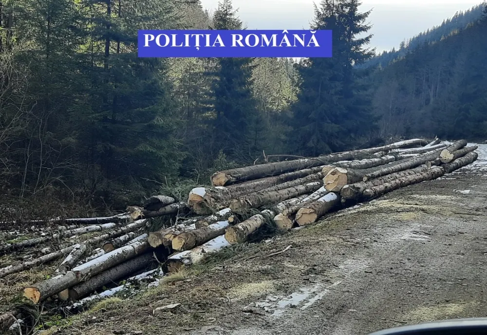 Polițiștii, cu ochii pe hoții de lemne și brazi
