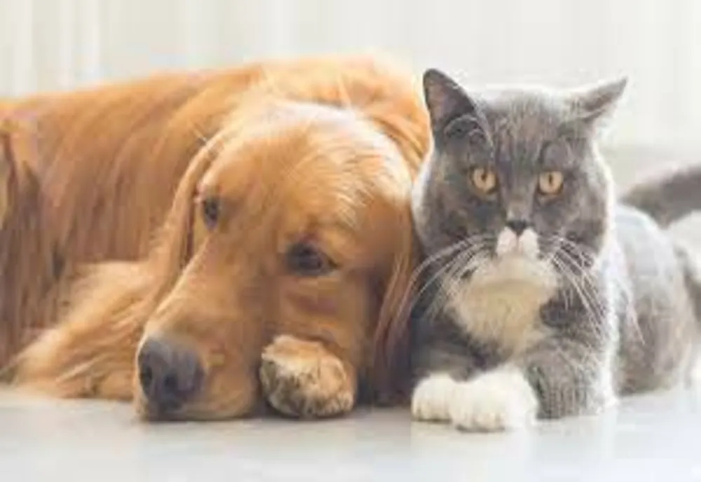 Fără animale de companie la bloc - lovitură teribilă pentru proprietarii de câini și pisici