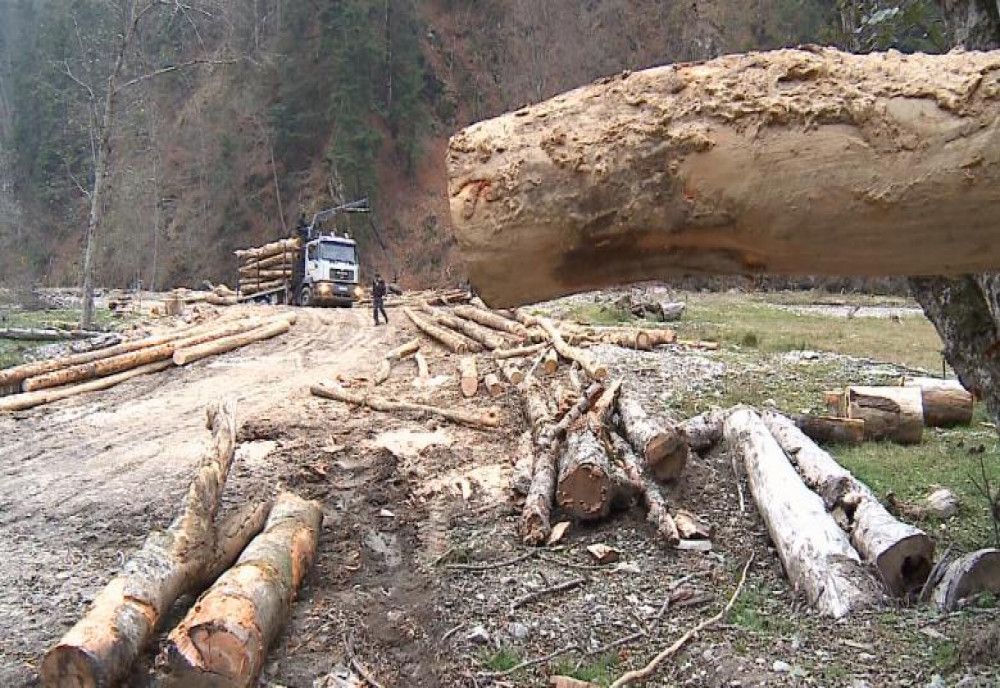  Mafia lemnului din România, subiect în serialul „Broken”. Echipa Netflix, agresată în România de tăietorii ilegali 