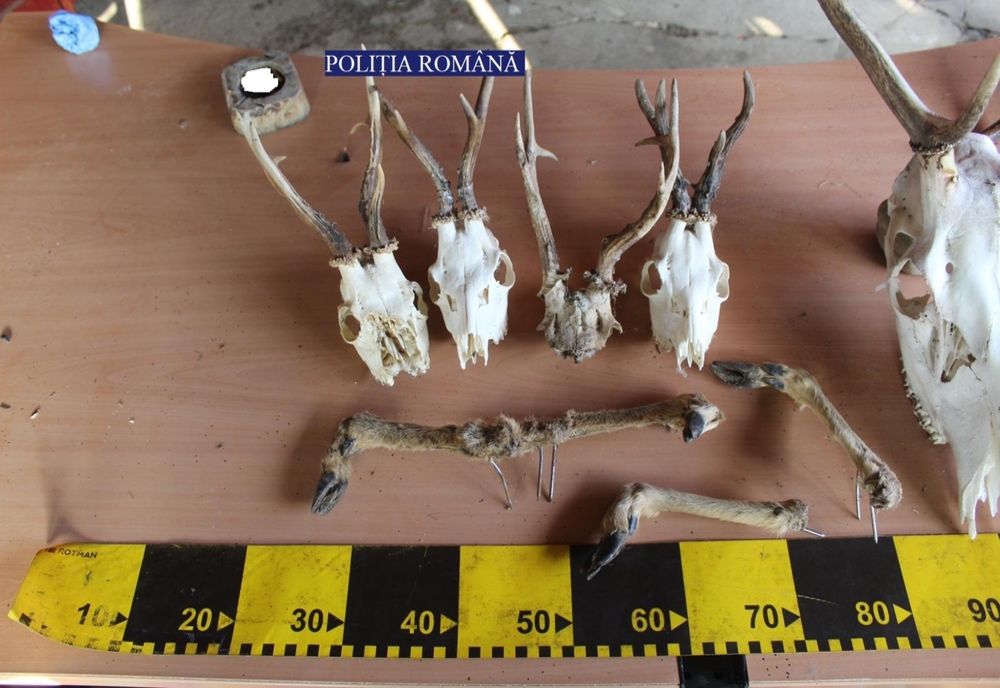 Trofee deţinute ilegal, ridicate de la locuinţa unui bărbat din comuna Balcani, în urma unei percheziţii domiciliare (FOTO)