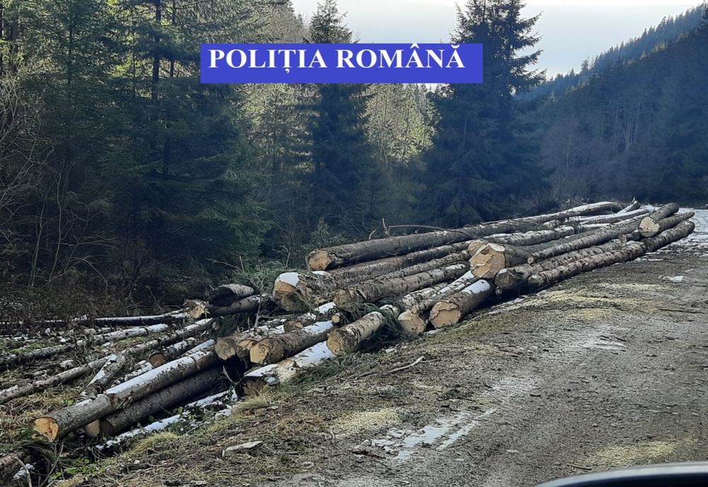 Polițiștii, cu ochii pe hoții de lemne și brazi