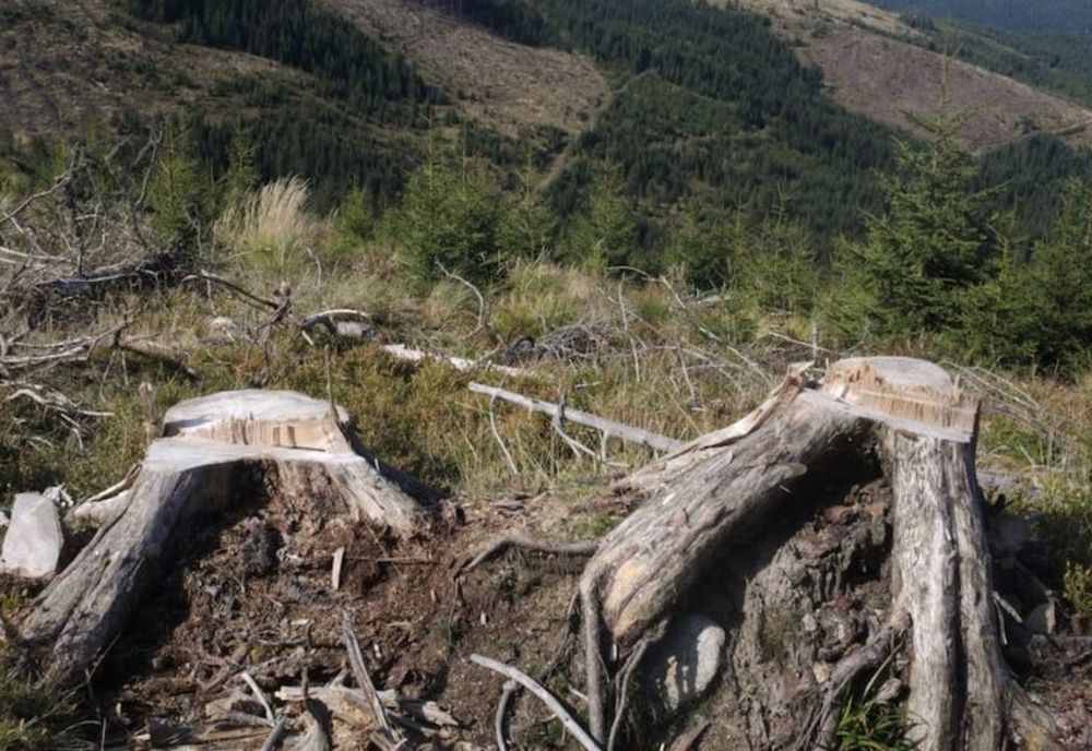 Dosar penal pentru un bărbat care a tăiat ilegal 14 arbori