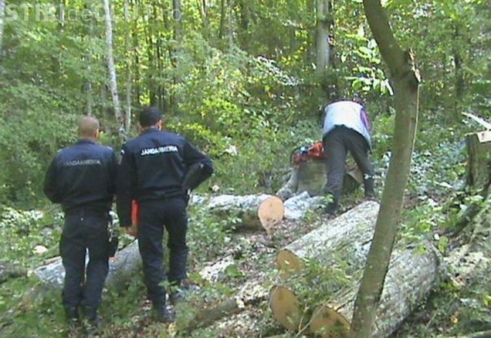 Prinşi în flagrant când tăiau arbori
