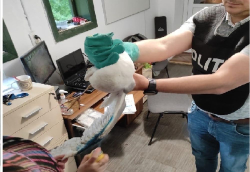 Pescăruș salvat de polițiști