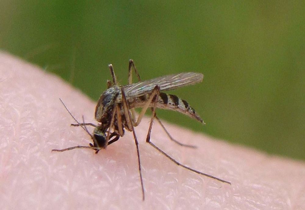 Trei cazuri de infecţie cu virusul West Nile confirmate în Olt, Bacău și București