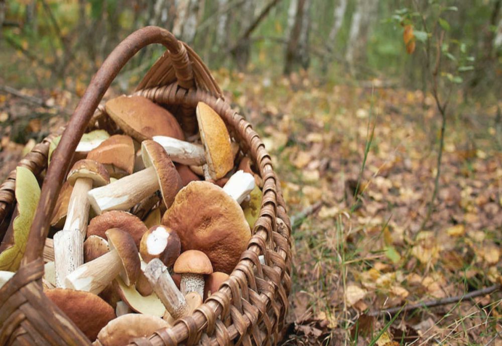 Polițiștii atrag atenția celor care pleacă la cules ciuperci prin pădure