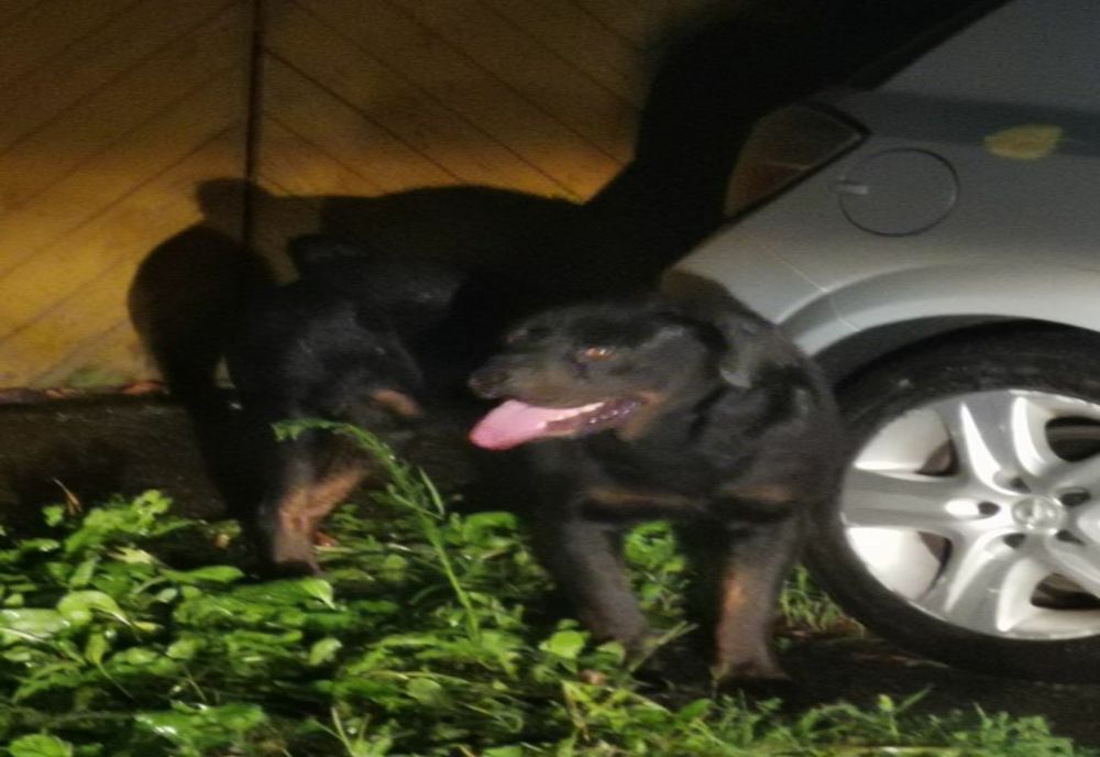 Bărbat amendat și cercetat penal pentru că și-a lăsat câinele liber.