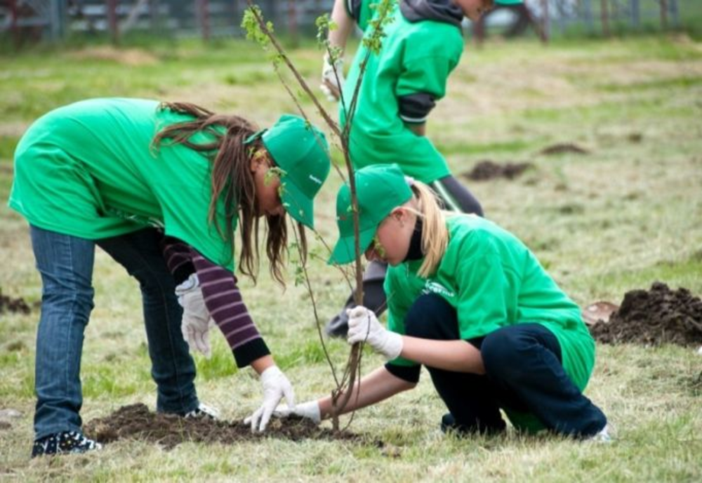 La Bacău se plantează tei, în plină iarnă
