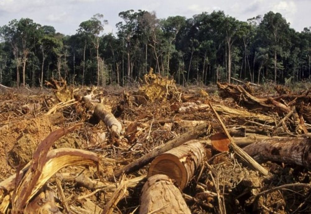 Mafia lemnului, la control: Percheziții la persoane care au defrișat ilegal păduri - VIDEO