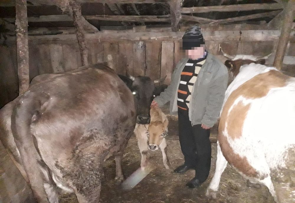 Bovine furate din județul Bacău de doi vrânceni, găsite tocmai în județul Galați