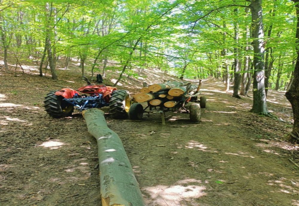 Tăieri ilegale de arbori depistate de jandarmii băcăuani