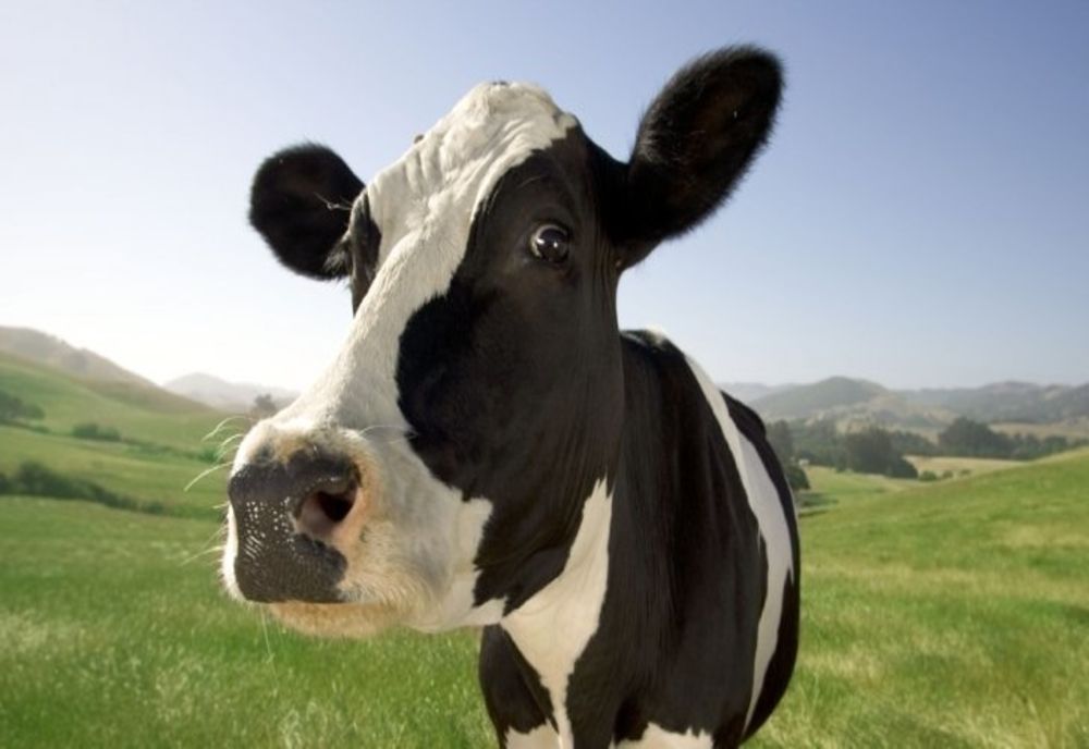 Doi vasluieni au furat o vacă din curtea unei femei din Motoșeni. Cum i-au depistat polițiștii