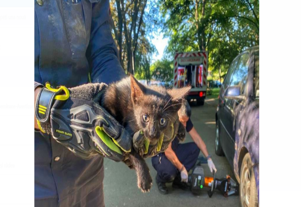 Inimoșii salvatori băcăuani au salvat o pisică captivă în compartimentul motor al unui autoturism