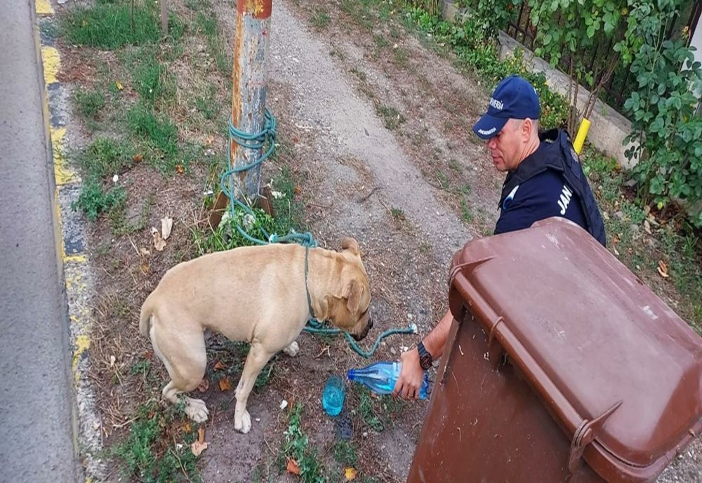 Amendă pentru bărbat al cărui câine a speriat trecătorii