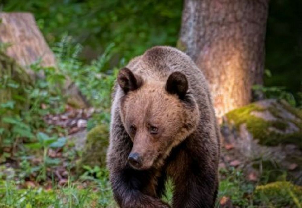 Un urs a fost capturat la Slănic Moldova, iar un altul, care a surprins echipa care tranchiliza celălalt urs, a fost împușcat pe loc 