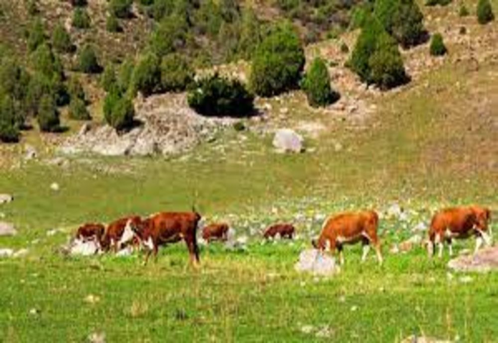 A fost simplificat cadrul legal destinat Programelor de sprijin pentru zona montană