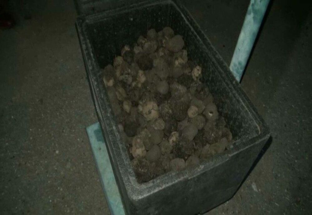 Ce cantitate de trufe transporta un bărbat când a fost oprit de polițiști