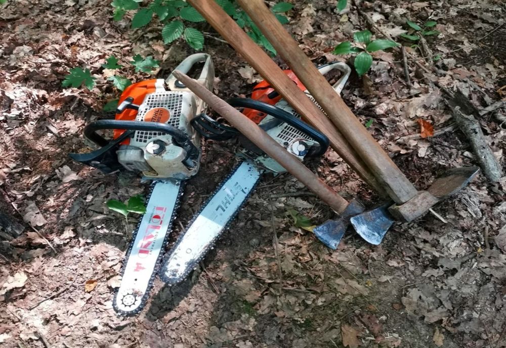 Patru bărbați prinși în flagrant când tăiau copaci 