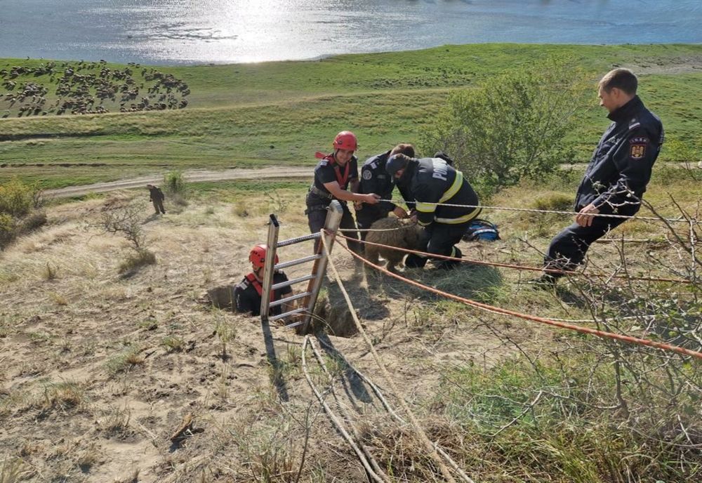 Intervenție de salvare a pompierilor băcăuani pentru salvarea a șase ovine dintr-o groapă adâncă de 10 metri 