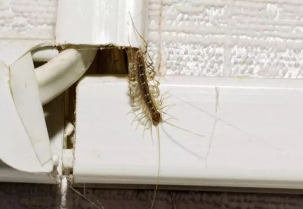 Ce animale simt cel mai bine CUTREMURELE? Din păcate, n-ai vrea să le ai în casă