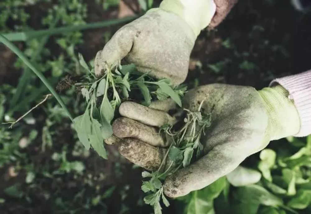Trafic cu muncitori români în Spania - sclavi în ferme, în condiții inumane! Cum acționau escrocii