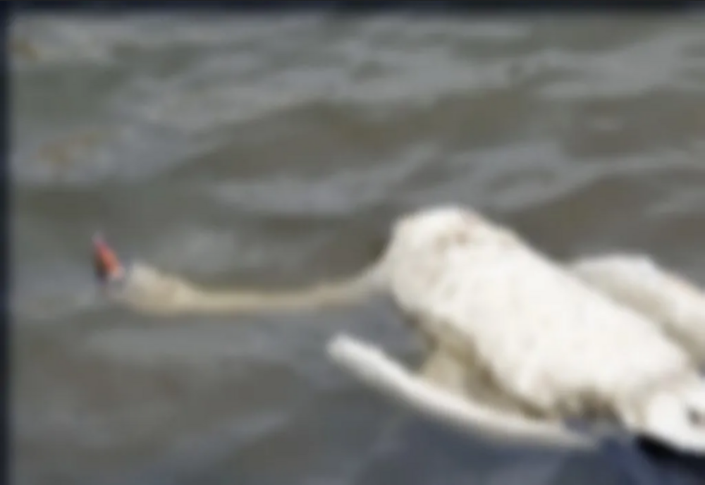 Lebede moarte din cauza gripei aviare, găsite pe două lacuri din județul Bacău