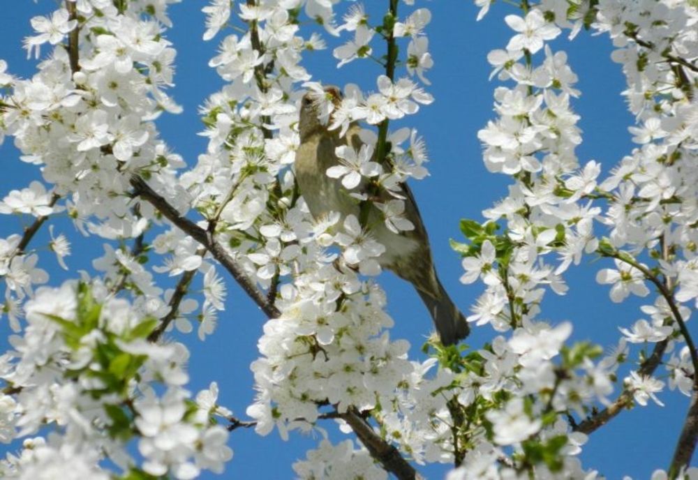 VREMEA 21 MARTIE. TEMPERATURI ÎN CREȘTERE ÎN TOATĂ ȚARA