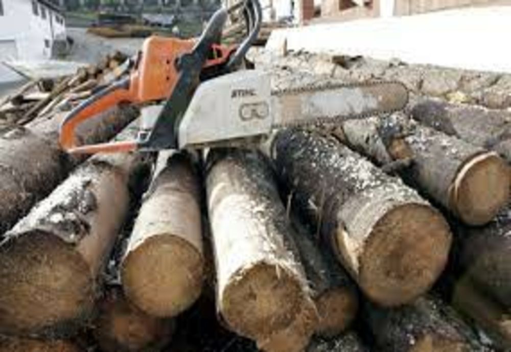 Prinși în flagrant la tăiat de stejari