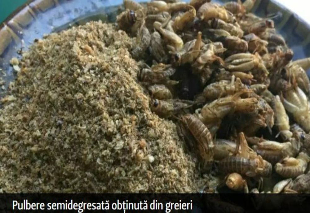 Făina de greieri a ajuns pe RAFTURILE marilor magazine din România