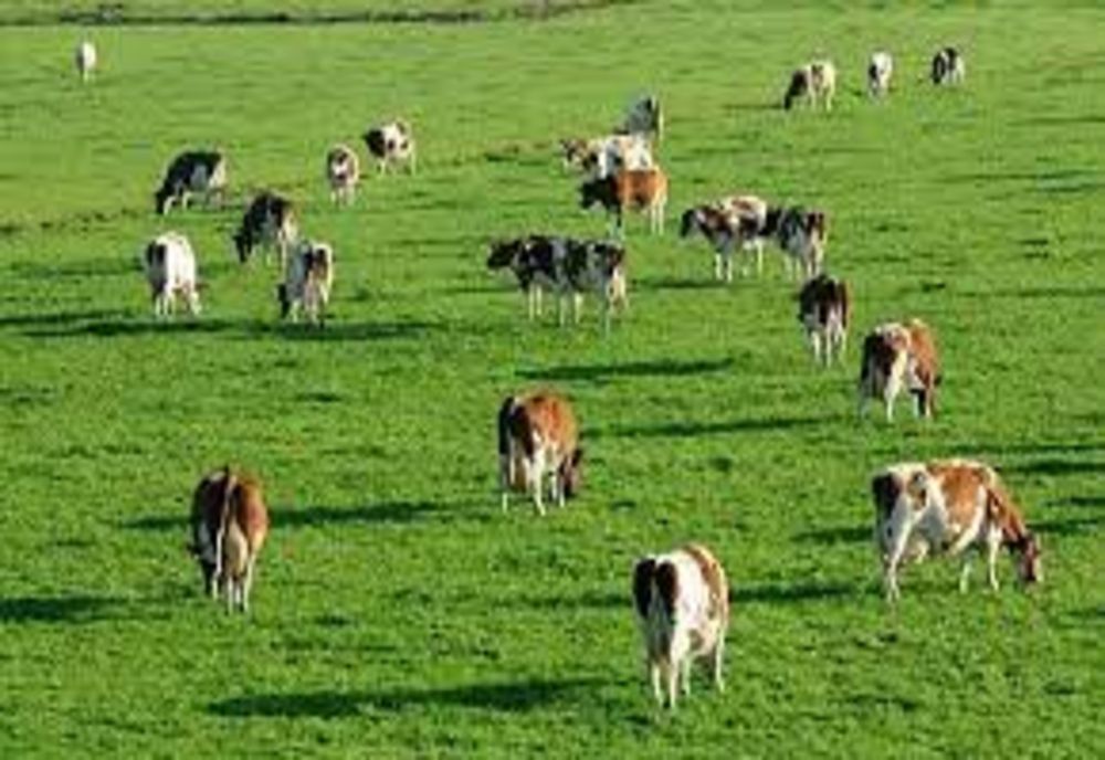 Fraudă cu fonduri europene la APIA Bacău! Bani luați pe animale inexistente