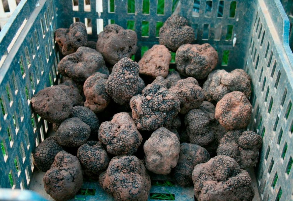 DOI BĂCĂUANI, PRINȘI CU 6,6 KG DE TRUFE RECOLTATE ILEGAL