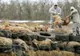 Inspectorii sanitar-veterinari au intensificat controalele în Bacău, de teama pestei porcine