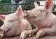 Transport ilegal de porci, depistat la Oituz! Toate animalele au fost eutanasiate de teama pestei porcine africane